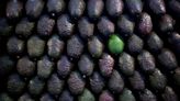 Green gold: Mexican avocados, beloved in U.S., fuel multi-billion dollar market