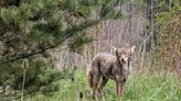 East Gwillimbury warns residents of coyote sightings at Rogers Reservoir