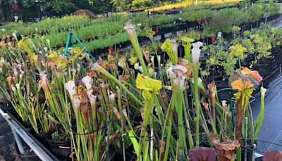 University of Florida's Native Plant Nursery to hold annual plant sale on campus this weekend