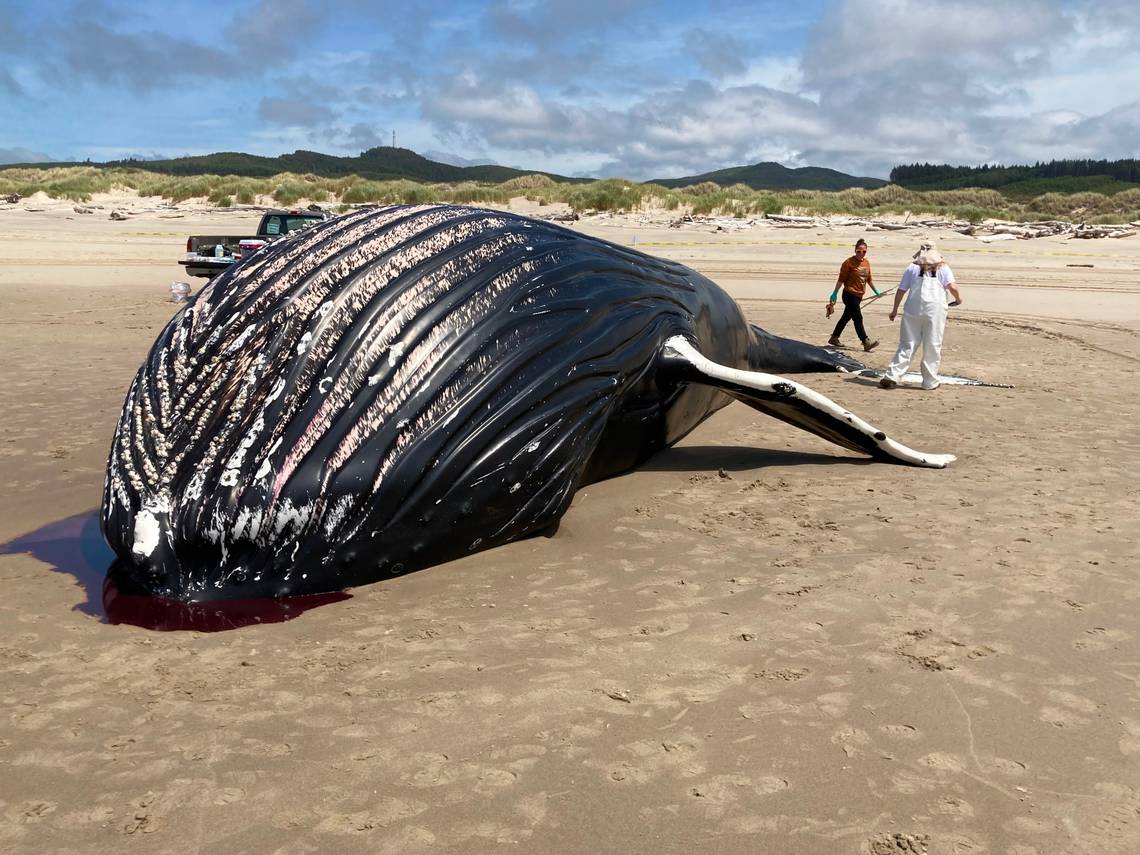 Humpback whale washes ashore Oregon beach. Its death is a mystery, officials say