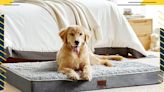 The Best Prime Day Pet Deals on Dog Beds, Flea Treatments, Trackers and More!