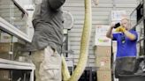 Florida wildlife officers kill more than 30 snakes at a reptile facility, video shows