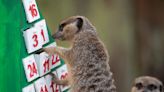What's inside? Meerkats get in the festive spirit at London Zoo