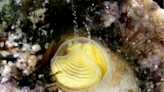 New neon-yellow snail from the Florida Keys gets a happy hour-ready name