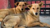 Maharashtra: Mob Kills Stray Dog After It Bites 8 People, Including 3 Kids