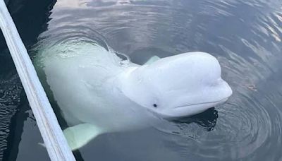 Matan a disparos a la ballena “espía rusa” en Noruega. Aquí su historia