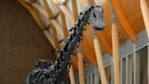 Dippy the Dinosaur unveiled in new Coventry residence