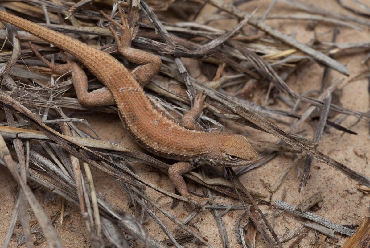 Texas lizard added to endangered species list over the oil and gas industry’s objections
