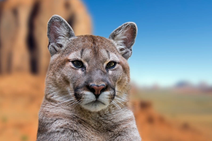 Utah men sentenced for organizing illegal ‘canned’ mountain lion hunts