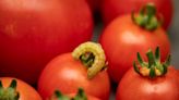 7 Tomato Plant Pests and How to Get Rid of Them