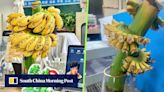 Going bananas? China office workers fight blues by nurturing desktop fruit