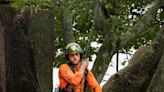 What Is the Importance of Regular Tree Pruning? - Tribune-Review
