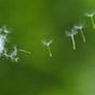 dandelion Blowing Away