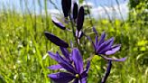 Legacy of Indigenous stewardship of camas dates back more than 3,500 years, study finds