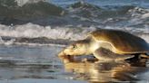 Tortuga Lora, contra viento y marea sobrevive en Tamaulipas