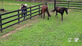 Acadia Parish home to rare horse breed