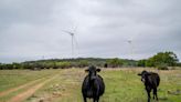 Mystery as six cows found dead with their tongues cut out by Texas highway