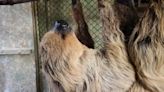 Watch: World's oldest sloth turns 54 at German zoo