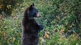 Statewide Black Bear Study Expands to Northwest Montana - Flathead Beacon