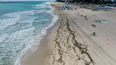 The huge blob of seaweed headed for Florida has shrunk by 75%