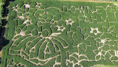 North American farmers honour Peanuts creator Charles M Schulz with corn mazes