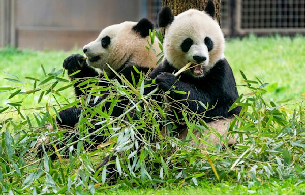 2 new giant pandas are returning to Washington's National Zoo from China by the end of the year