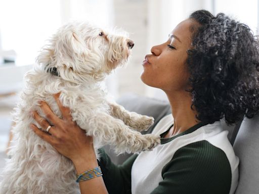 8 ways to get rid of pet smells