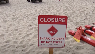 Suspected Great White Shark Attacks Swimmer in San Diego Over the Weekend