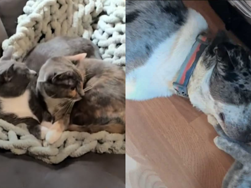 Dog Raised by Cats Surprises TikTok With Feline-Like Behavior