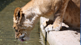 Animal Keeper Injured After Lioness Attacks Him In Hyderabad Zoo