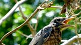 Gardening for You: Gardeners love our American robins