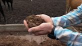 Deer Run Ranch turns bagasse into cattle feed