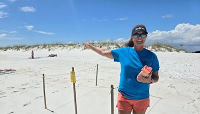 Sea turtles nests in Escambia hit hard by storm surge. FWC wouldn't let them be moved.