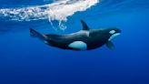 Man fined after attempt to "body slam" orca in New Zealand