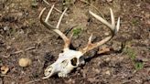 Two Hunters Died of Rare Prion Disease. Doctors Suspect a First-of-Its Kind Deer Transmission