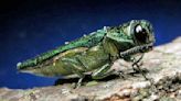 In The Archives: Indiana’s battle with the emerald ash borer