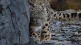 Snow leopards arrive at Chester Zoo for first time in 93-year history