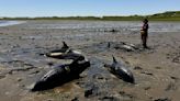 Mass stranding of dolphins on Cape Cod coastline largest in US history