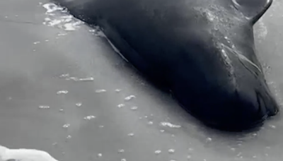 RAW VIDEO: Heartbreaking Scenes As 100 Pilot Whales Strand Themselves In Orkney 1/2