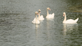 Manlius swans safe this Memorial Day, but the future is uncertain