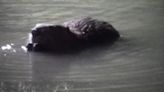 'It's Buc-ee the Beaver, man!' | WFAA crew spots beavers at North Texas Buc-ee's