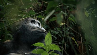 Abholzung bedroht Park mit gefährdeten Gorillas in Demokratischer Republik Kongo