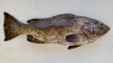 Southwest Florida Fishing Report: Spanish mackerel, ladyfish, jack crevalle biting nearshore
