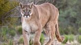 5 Cyclists Attacked by Cougar in Washington: ‘I Hope That She Will Recover’