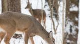 Can Kentucky reduce the number of wildlife hit on highways? It got $1.2M to find out how