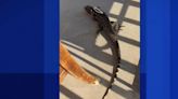 A giant lizard that went missing in Sherbrooke, Que. has been found