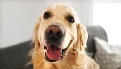 Golden Retriever Lists Funny Things Nobody Told Him About ‘Getting a Human'