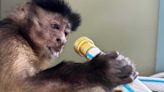 Boston facility that trains helper monkeys damaged in devastating flood