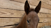 Giddy up your computer: Delaware Valley University to live stream horse births