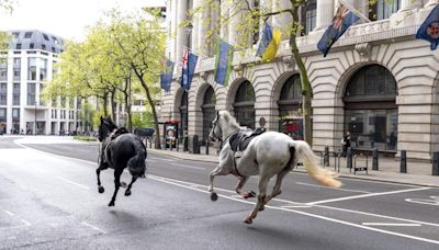 A Sight From a Bygone Era: Horses Galloping in London